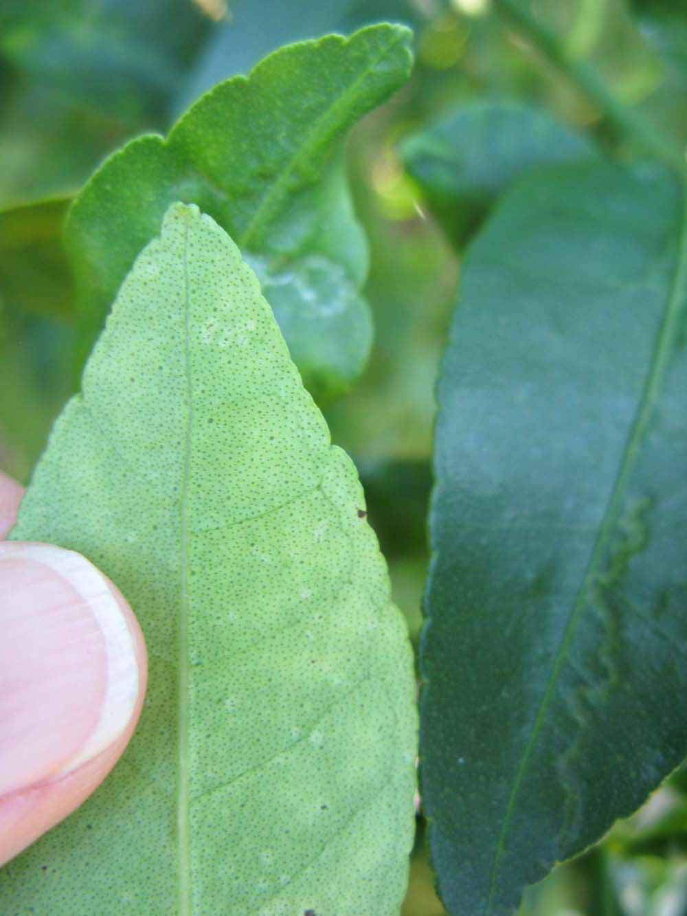              Margin (Winter Haven, FL)       